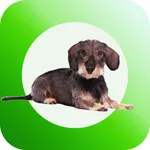 Dachshund Sticker Pack icon