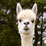 Alpaca Manager icon