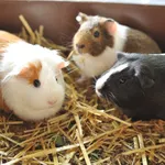 Guinea Pig Guide icon