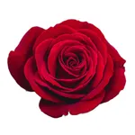 Lovely Flower Collection icon