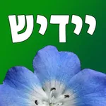 Yiddish Quiz Now icon