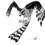 BC iSpecies Goshawk icon