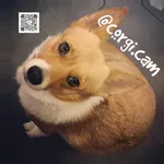 corgi.cam icon