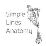 Simple Lines Anatomy icon