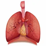 Respiratory System Flashcards icon