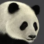 Panda AR icon