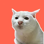 Cat Meme Stickers icon