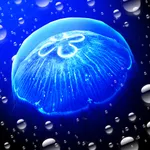 JellyfishGO -  Appreciation icon