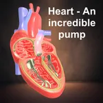 Heart - An incredible pump icon