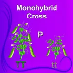 Monohybrid Cross icon