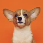 Good Boi! Puppy Sound Training icon