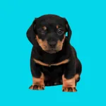 Dog Expressions icon