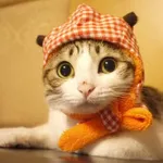 小秦助手qintool icon