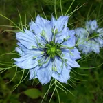 Medicinal plants of the world icon