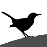 Bird ID Master icon