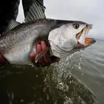 Florida Fishing icon