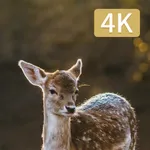 Hunting Camera 4K icon