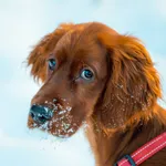 Puppy Journal - Your Dog Diary icon