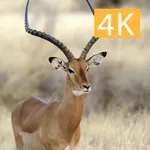 Hunting 4K icon