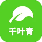 千叶青 icon