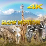 Slow Motion Animals 4K icon