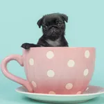 Cute Puppy Wallpapers HD icon