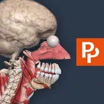 Primal's 3D Human Anatomy Quiz icon