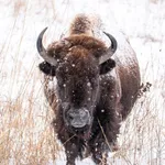 Neal Smith NWR App icon