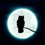 猫头鹰App icon