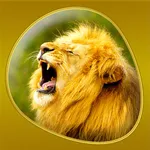 Animals 360 - Wildlife Gold icon