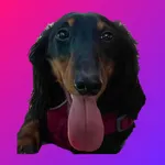 DogsBreed icon