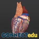 Anatomy Of The Human Heart icon