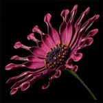 Incomparable Flowers icon
