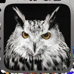 Owl Hunting Journey icon