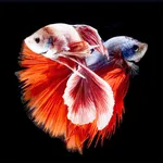 Betta Fish Wallpapers HD ! icon