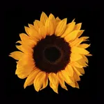 Sunflower Studio icon