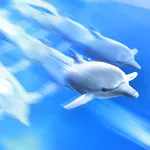 Dolphin Trainer icon