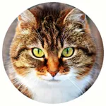 Cats Funny Meow Sounds icon