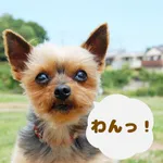 動物の鳴き声 - animalBarks - icon