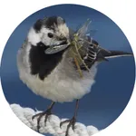 My_Birds icon