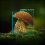 Mushrooms - AI Identifier icon