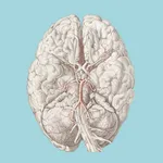 Cerebrovascular & Stroke: WTD icon