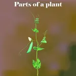 Learn Parts of a Plant icon