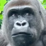 Gorilla Slot Infinity icon