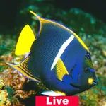 Live Aquarium Wallpaper icon