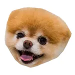 Pom Dog's Head icon