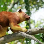 Meet a tree kangaroo icon