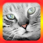 Cat Translator for Cats icon