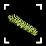 Caterpillar Identifier icon