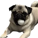 Tortilka the Pug icon